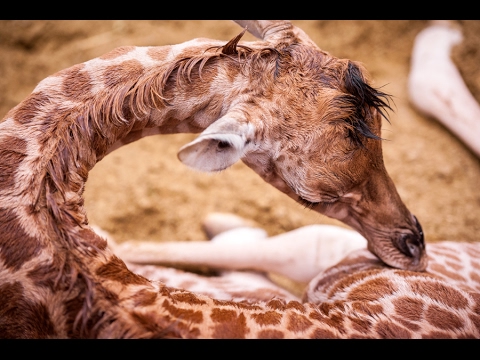 Un Deuxieme Bebe Girafe En Deux Semaines Youtube