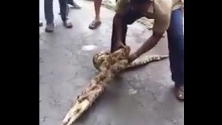 10 foot Snake (Python) which had swallowed 2 goats is made to remove them from Mouth