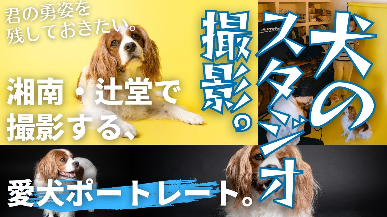 湘南 辻堂 犬の写真撮影 ドッグフォト 海辺のドッグブランド店 The Days で 愛犬のポートレート写真撮影に行ってきた 湘南移住暮らし 犬とキャンピングカー ハイエース キャバリア Youtube