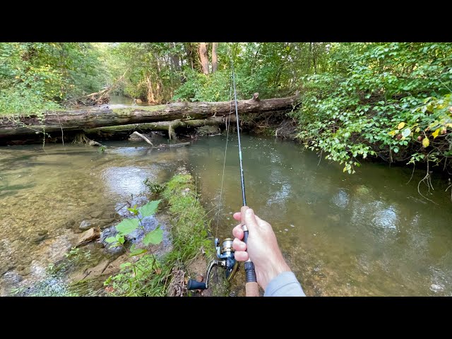 Small Creek Ultralight TROUT FISHING with Spinners 