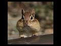 Let's Talk About Rodents