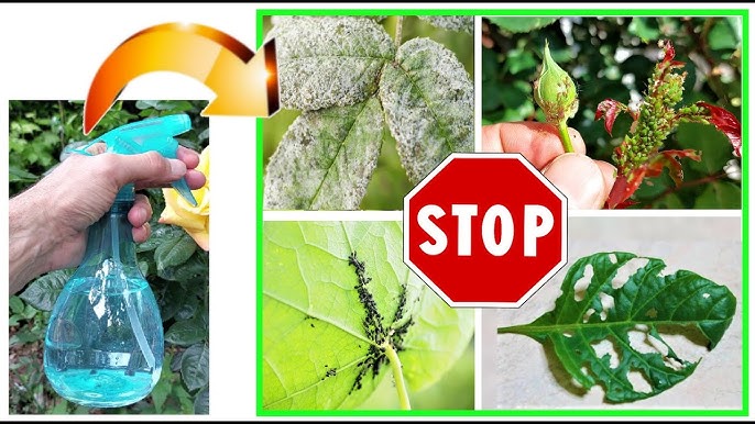 Come eliminare i moscerini dalle piante: 4 rimedi infallibili – Simegarden