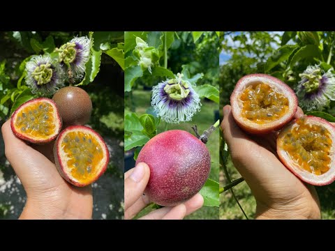 ვიდეო: ვნების ხილის კრეფა: ისწავლეთ როგორ და როდის უნდა მიიღოთ ვნების ხილი