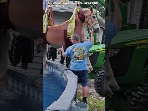 Horse rescued from swimming pool