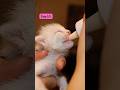 Timelapse of cute kitten from  1 day to 1 month #cat #kitten #kucinglucu #catlover #timelapse
