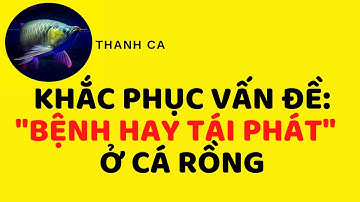 TRỊ BỆNH CÁ RỒNG: CÁCH TRỊ NẤM NHẸ VÀ VẤN ĐỀ BỆNH HAY BỊ TÁI PHÁT LẠI