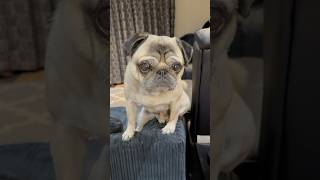Need a Pug HUG? 🥰 #puppy #dog #pug