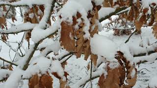 Quercus macranthera dub velkokvětý