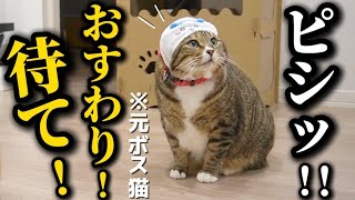 23歳一人暮らし。元ボス猫を家族に迎えたら強め女子のケツをお触りしてボコボコにされるただの変態アザラシでした