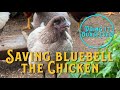 Saving Bluebell The Chicken - Doing It Ourselves