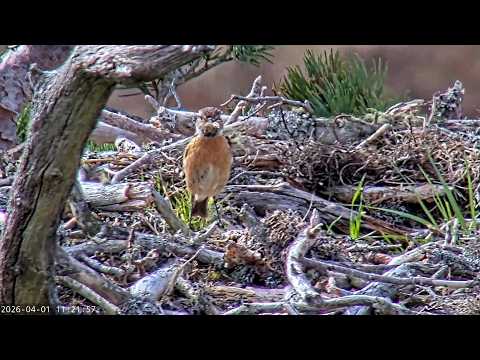 01 Apr 26 am ~ Stonechat foraging ~ ©RSPB LochGarten&WildlifeWindows