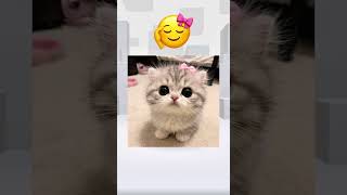 𖥻 ׁ ׅ just koutent -! 😾💌 || #robloxedit #harusberanda #gksukaskip #fypシ #justcontent #kiora୨୧