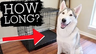 How Long Can A Siberian Husky Stay In A Cage? (TIPS AND TRICKS FOR RESPONSIBLE CRATE TRAINING)