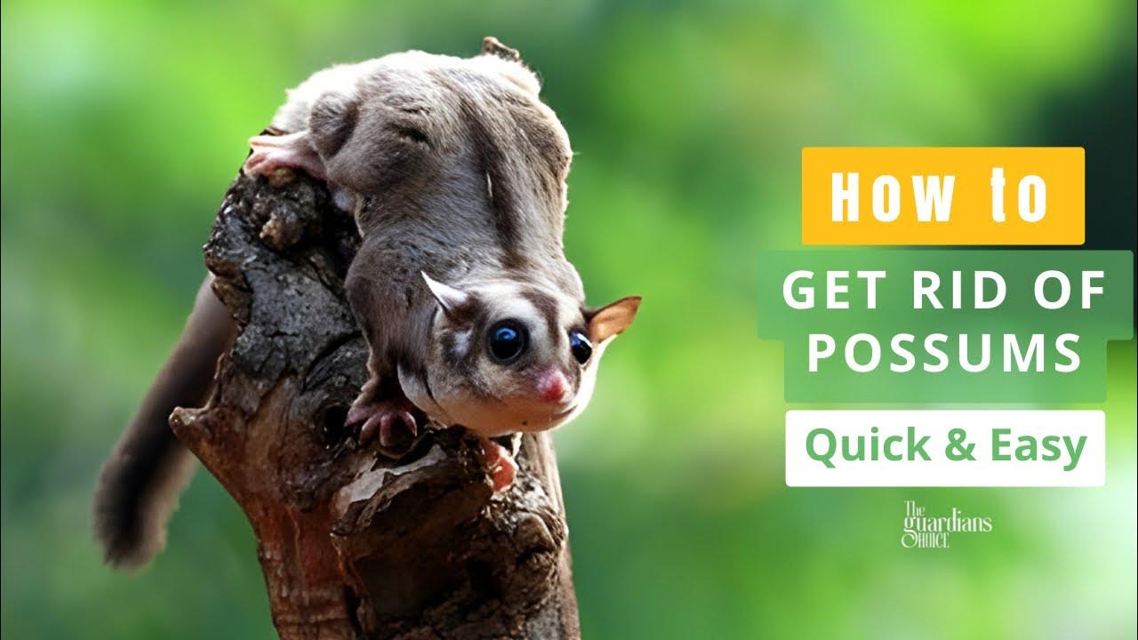 Easy Ways to Get Rid of Possums How to Get Rid of Possums The