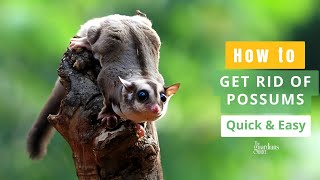 Effective Methods: How to Get Rid of Possums Quickly