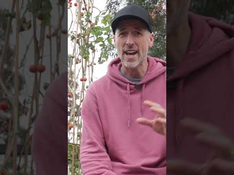 Video: Red Boronia Information - Red Boronia -kasvien kasvattaminen puutarhoissa