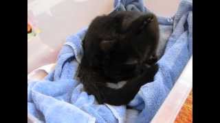 Easter Miracle Kittens(part 1) - stray cat delivers 5 kittens!!
