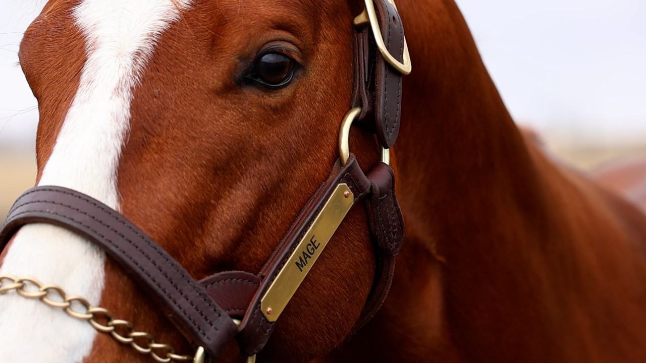 First Look: Kentucky Derby Winner Mage's First Yearlings Looking the Part