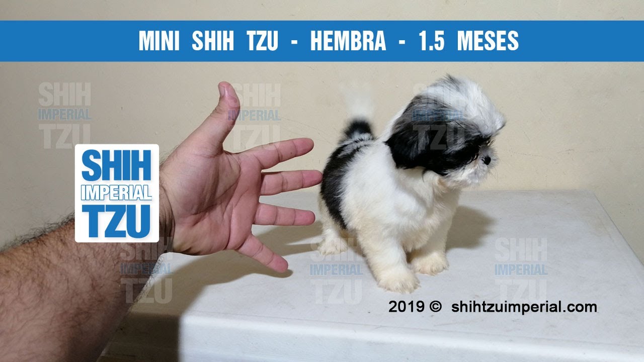 Dulce Mini Shih Tzu Hembrita Shihtzuimperial Com Youtube