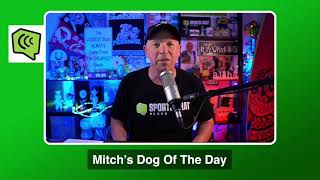 Mitch s Dog of the Day 20 Free NFL Pick NFL Picks Predictions and Betting Tips