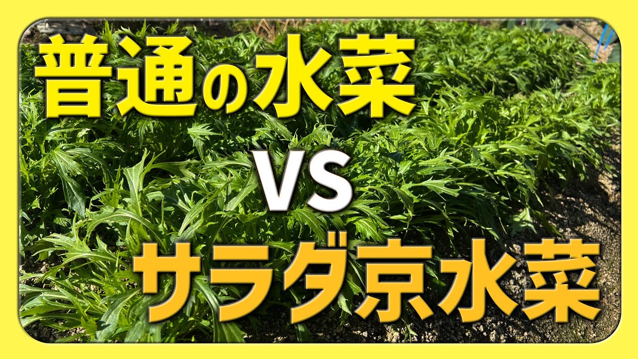 普通の水菜よりサラダ京水菜が好きな理由【2026.1.7】
