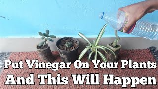 Put vinegar on your plants and this will happen
