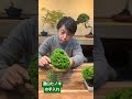 連山ヒノキの手入れをしています。