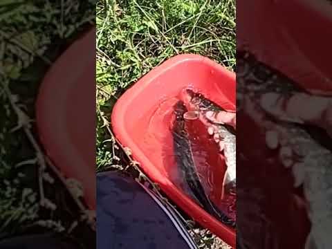 еще 4 рыбки пустил в пруд #shorts #video #рыбалка #спиннинг #fishing #природа #лето #щука #хищник