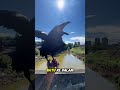 Gagak Raksasa Ini Lebih Pintar dari yang Kamu Kira!