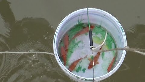 THẢ CÁ ĐỪNG THẢ TÚI NILON