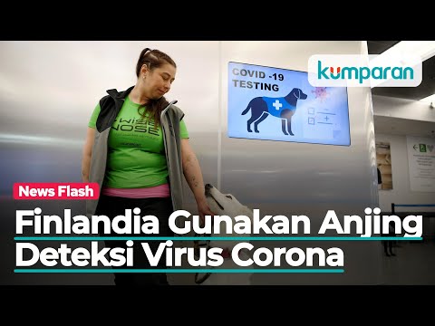 Video: Anjing Bio-Deteksi Bisa Mengendus COVID-19 Di Udara