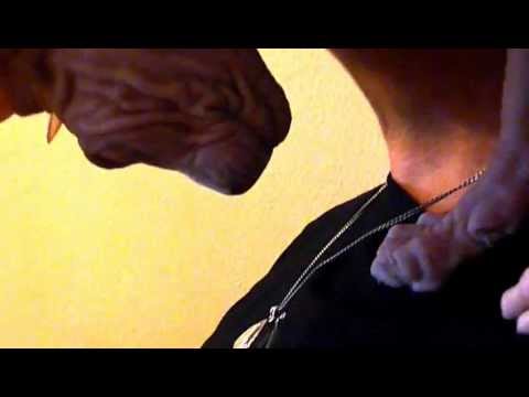 No.4 Sphynx cat Aroom playing - Aroom spielt mit ...Nr.4