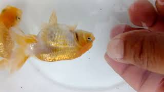 DSCF3523