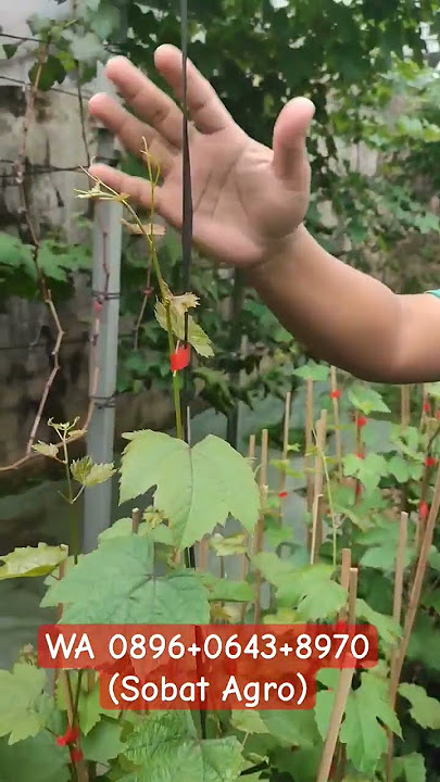 Update Stok Bibit Anggur di Sobat Agro | Tinggi Hingga 1,6 M 😍👍