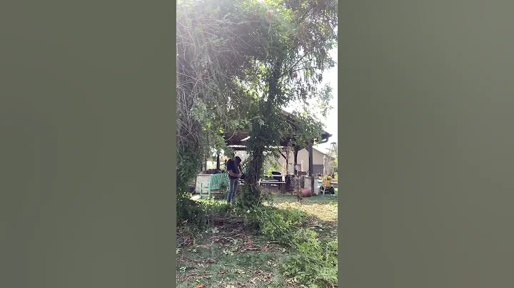 Cutting a tree down #fail #woodworking #tiktok #chainsawman #shortsfeed #youtubeshorts