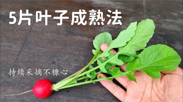 5片葉子成熟法：櫻桃蘿蔔什麼時候可以採摘？如何種植櫻桃蘿蔔？/ How to grow cherry radishes easily？ - 天天要聞