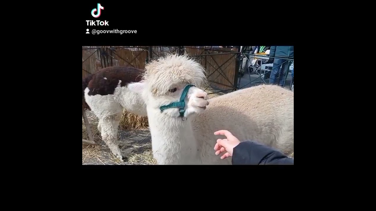 Ostermarkt Halle Saale 2022