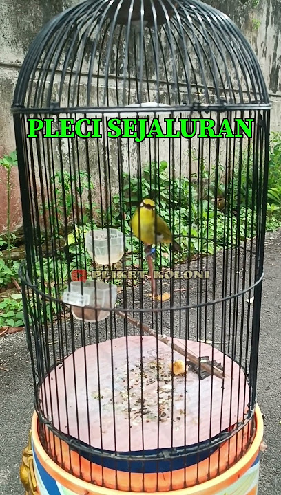 Pleci nembak sejalur #burungplecidakun #pancinganpleci #pleci #kicauburungpleci #burung