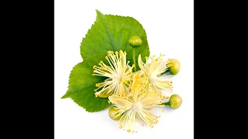 Come si chiamano i fiori del tiglio?