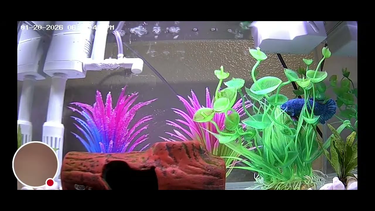 The Relaxing Option: ☕ Backyard Cafe & Fins: Relaxing Beta Fish Live Stream 🌿