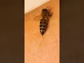 The Deadly Truth About a Bee's Sting #facts #didyouknow #mindblowingfacts