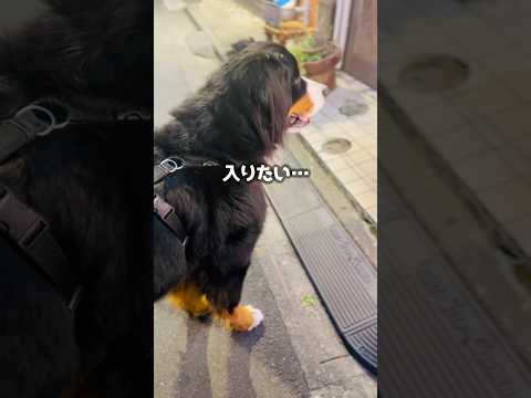 串揚げ屋さんが気になる！店内を覗くバーニーズ🐾
