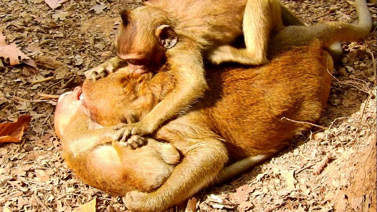 poor monkey Sweet peais hurt nearly die and Two monkey bit him alone-Missing Monkeys