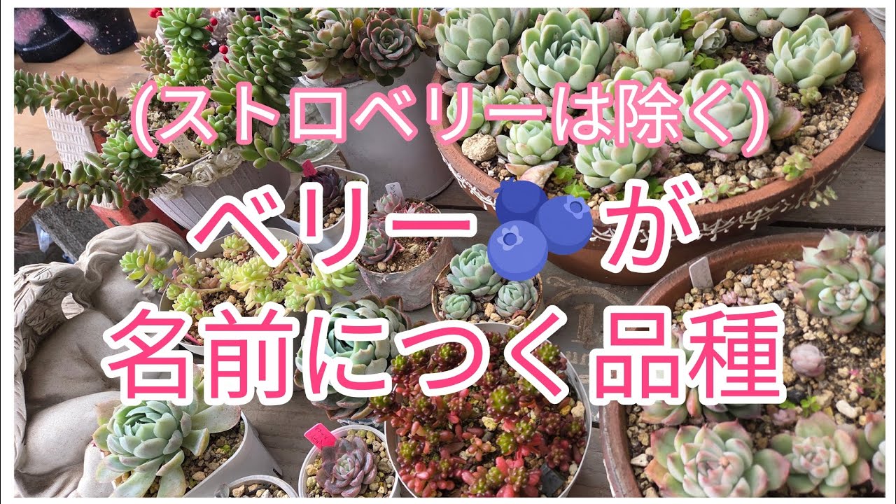 ベリーの名前の多肉たち🫐💚🩷❤️💜