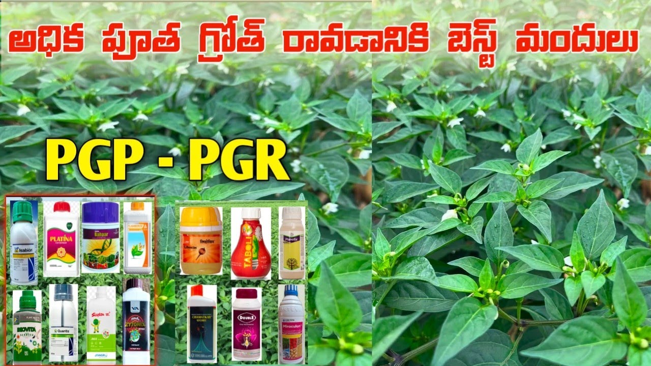 Best Tonics || Plant growth promoters || Plant growth regulators top best result s