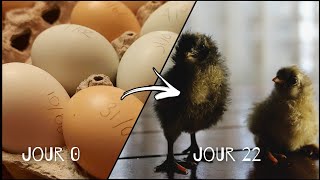 L'incubation d'oeufs de poules de A à Z... ou presque | Incubateur maison