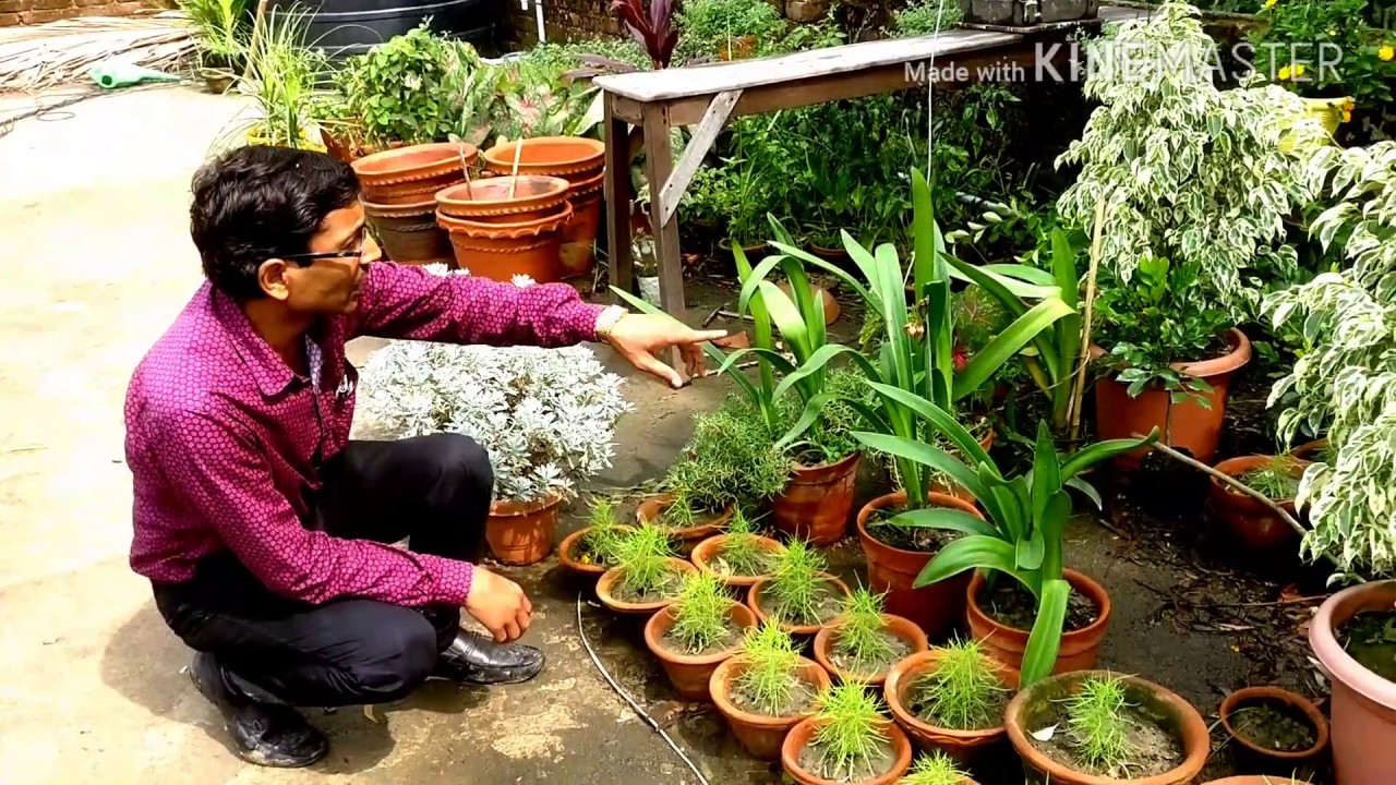 Gardening is my Passion 1st Anniversary Garden Tour. YouTube