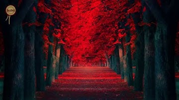 Kıyamet Suresi   Ebubekir Şatıri