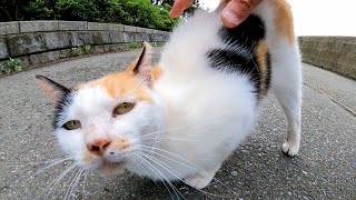会った瞬間から腰トントンを要求してくる三毛猫