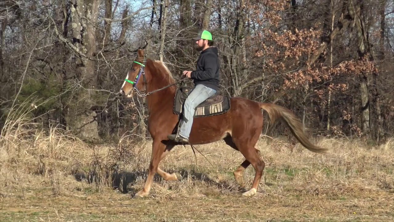 Pleasure Racking National Grand Champion trained by  Jacob Parks Horsemanship